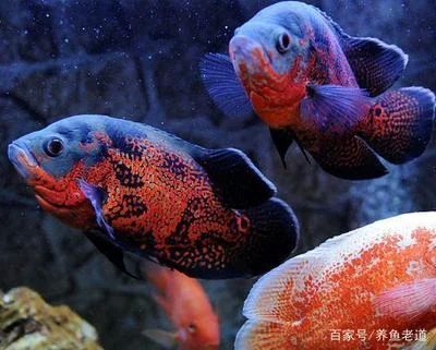 龍魚的配魚都有哪些種類：適合與龍魚混養(yǎng)的配魚種類，龍魚的配魚都有哪些種類