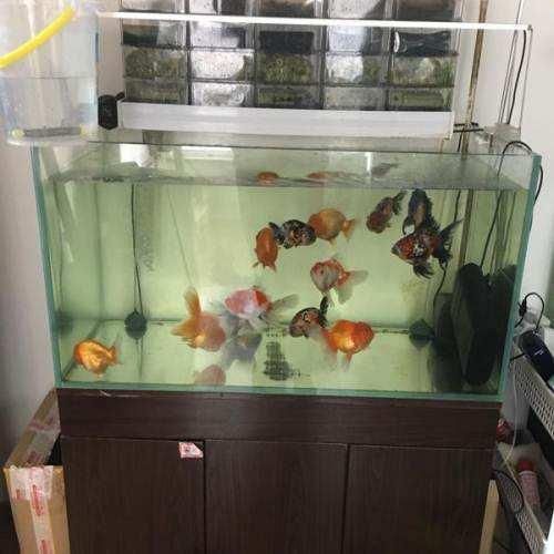 1.2米魚缸多少升水怎么算 魚缸百科 第3張