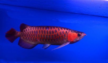 紅龍魚(yú)溫度32度正常嗎為什么不吃食：紅龍魚(yú)溫度32度并不正常紅龍魚(yú)不吃食的原因可能有多種