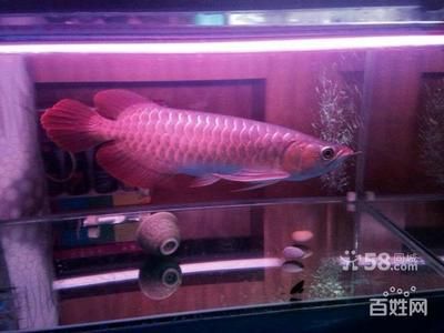 皇宮紅龍魚大概價(jià)位：皇宮紅龍魚價(jià)格相對(duì)較高，皇宮紅龍魚的價(jià)格相對(duì)較高