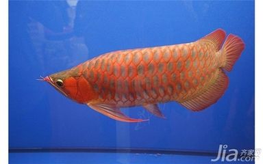 紅龍魚長什么樣子：紅龍魚外觀特征及種類