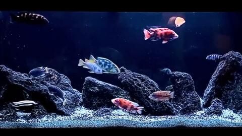 慈鯛魚缸造景效果圖：三湖慈鯛魚缸造景效果圖 魚缸百科 第1張