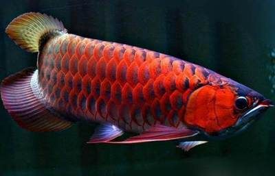 紅龍魚藍(lán)鱗