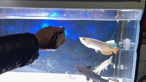 龍魚不吃飼料有什么絕招：龍魚不吃飼料怎么辦 龍魚百科 第2張