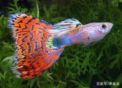 超白玻璃魚(yú)缸好不好看：海超白玻璃魚(yú)缸的特性與優(yōu)點(diǎn) 魚(yú)缸百科 第3張