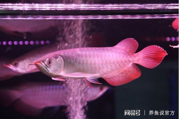 紅龍魚不紅發(fā)黃為什么會死