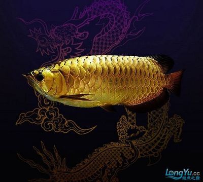 中國最大龍魚養(yǎng)殖場：中國龍魚的寓意和象征