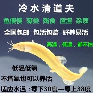 大魚缸怎么清理糞便：大魚缸清理魚缸糞便的方法清理魚缸糞便的方法是什么 魚缸百科 第1張