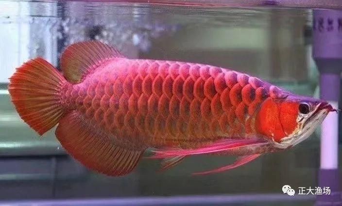 紅龍魚(yú)多大開(kāi)始發(fā)色變紅了：紅龍魚(yú)多大發(fā)色變紅了 龍魚(yú)百科 第1張