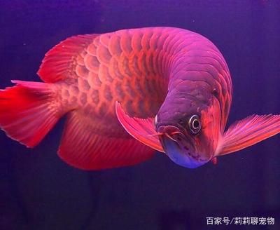 紅龍魚多大開始發(fā)色變紅了：紅龍魚多大發(fā)色變紅了