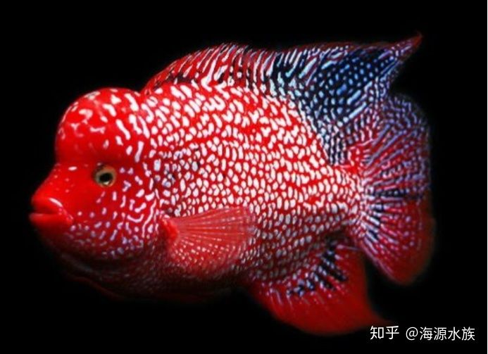 和龍魚長的像的魚叫什么：和龍魚長的像的魚叫什么叫什么魚叫什么魚叫什么