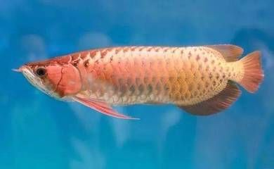 龍魚把吃的東西吐出來了：龍魚吐食可能由多種原因引起 龍魚百科 第2張