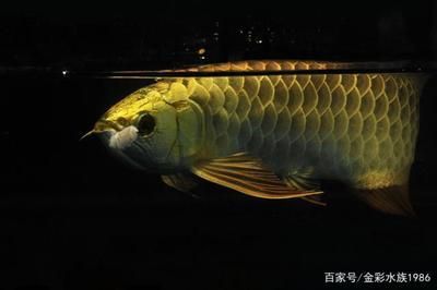 上千萬的龍魚：上千萬的龍魚價值千萬人民幣，它們的價值和收藏價值