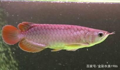 號(hào)半龍魚能發(fā)色到什么程度：號(hào)半龍魚發(fā)色到什么程度