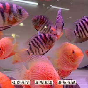 菠蘿魚咬龍魚：菠蘿魚360問答360問答360問答360問答