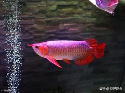 紅龍魚(yú)是觀賞魚(yú)嗎：紅龍魚(yú)的飼養(yǎng)方法 龍魚(yú)百科 第1張