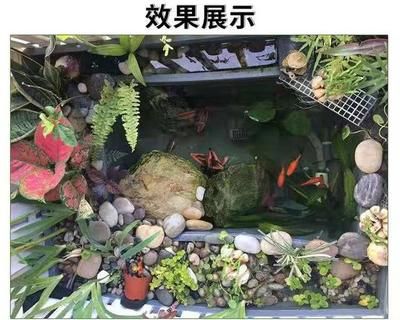 大型景觀魚缸設(shè)計(jì)圖：大型景觀魚缸設(shè)計(jì)圖制作方法 魚缸百科 第3張