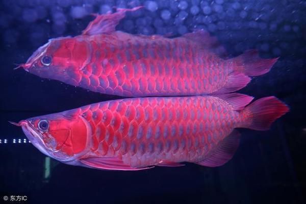 紅龍魚(yú)品牌等級(jí)分類表格：紅龍魚(yú)品牌等級(jí)分類表