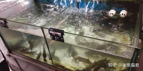 超市魚缸制作視頻：杭州鑫欣水族工程有限公司超市魚缸制作視頻上線