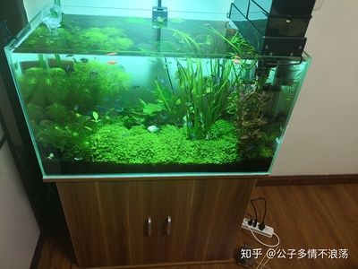 90厘米魚缸：90厘米魚缸尺寸選擇指南