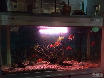 90厘米魚缸：90厘米魚缸尺寸選擇指南 魚缸百科 第4張