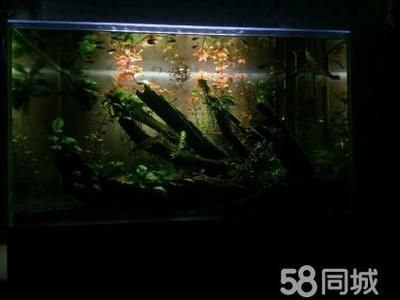 超白金晶魚缸 503035多少錢：50,30,35的超白金晶魚缸的價(jià)格 魚缸百科 第2張