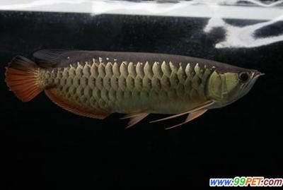 金龍魚配什么魚最上檔次：最適合與金龍魚一起養(yǎng)：銀板、地圖魚、鸚鵡、紅招財、皇冠三間和飛鳳 龍魚百科 第1張