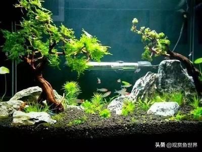 沉木放在魚缸里水發(fā)黃會影響魚嗎：沉木在魚缸中的作用 魚缸百科 第1張