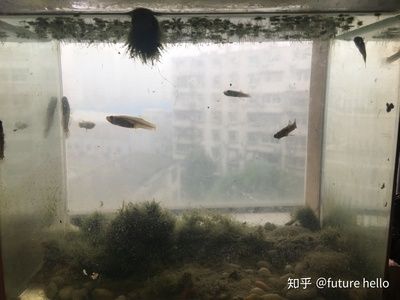 超小型魚缸能養(yǎng)什么魚：小魚缸養(yǎng)魚注意事項(xiàng) 魚缸百科 第1張