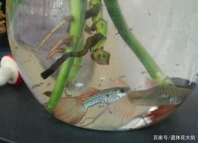 大圓魚缸適合養(yǎng)水培植物嗎 魚缸百科 第2張