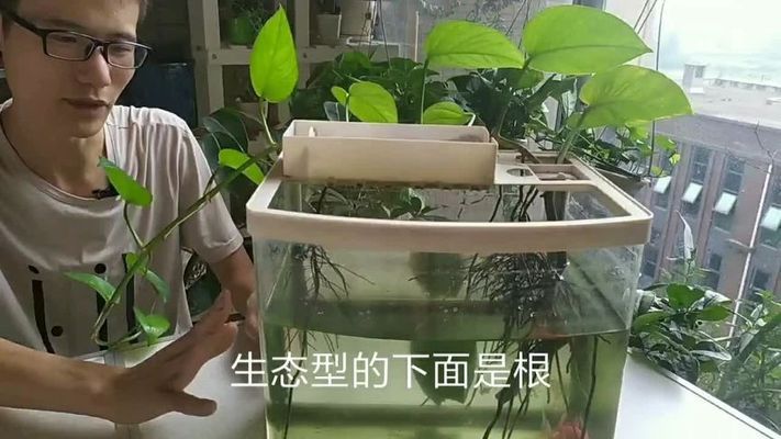 大圓魚缸適合養(yǎng)水培植物嗎 魚缸百科 第3張