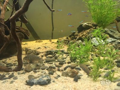 便宜的魚缸造景多少錢一平：魚缸造景的材料價格 魚缸百科 第3張