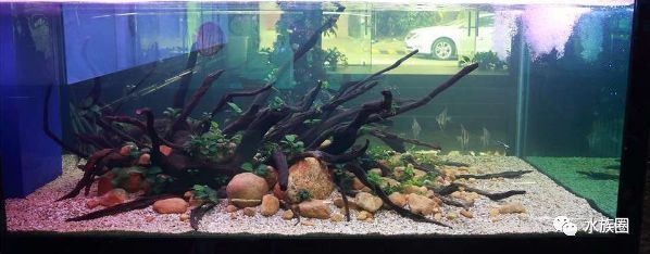 大魚缸改造植物缸好嗎視頻：大魚缸改造植物缸可行嗎 魚缸百科 第1張