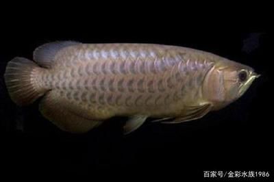 龍魚鱗片上有黑點(diǎn)能養(yǎng)回來嗎：龍魚鱗片上出現(xiàn)黑點(diǎn)能養(yǎng)回來嗎 龍魚百科 第1張