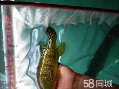 北京品牌龍魚：北京珍珠龍魚養(yǎng)殖龍魚多少錢一條「上海巷美農(nóng)業(yè)科技供應(yīng)