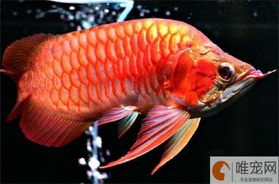 龍魚最多可以養(yǎng)幾條魚：關(guān)于龍魚的飼養(yǎng)數(shù)量 龍魚百科 第3張