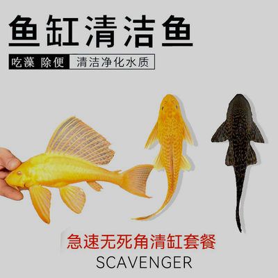 多長時間清洗魚缸：新魚缸清洗頻率取決于生態(tài)魚缸的秘密生態(tài)魚缸的秘密 魚缸百科 第1張