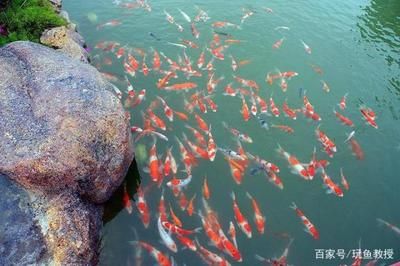 不通氧氣的魚(yú)缸怎么養(yǎng)魚(yú)：不通氧氣的魚(yú)缸養(yǎng)金魚(yú)的技巧無(wú)氧魚(yú)缸養(yǎng)金魚(yú)的技巧 魚(yú)缸百科 第3張