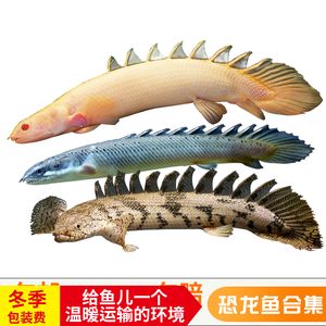 龍魚長途運輸：長途運輸龍魚是一項需要謹慎處理的任務需要考慮多個因素 龍魚百科 第2張