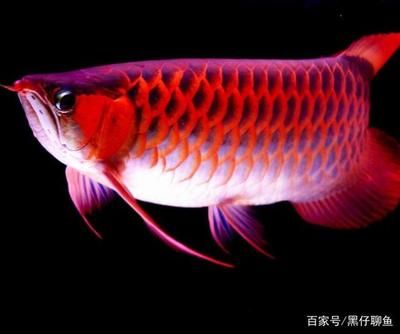 龍魚不吃河蝦嗎為什么：龍魚是否喜歡吃河蝦 龍魚百科 第3張