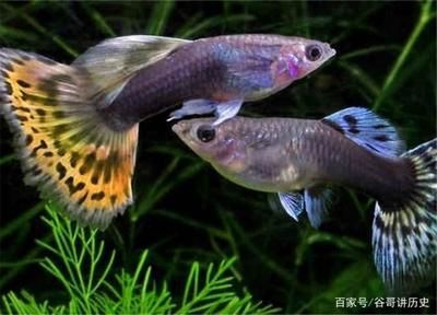 大廳放魚(yú)缸好不好：客廳擺放魚(yú)缸的風(fēng)水禁忌 魚(yú)缸百科 第3張