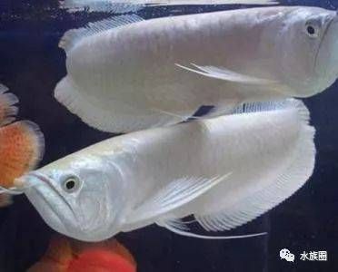 面包蟲(chóng)喂銀龍魚(yú)行不行：面包蟲(chóng)可以作為銀龍魚(yú)的食物之一但不應(yīng)過(guò)度依賴面包蟲(chóng) 龍魚(yú)百科 第2張