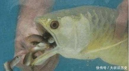 金龍魚幼崽：金龍魚幼崽的飼養(yǎng)