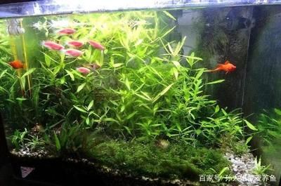 玻璃魚缸適合養(yǎng)什么水草：如何選擇適合自己的水草 魚缸百科 第3張