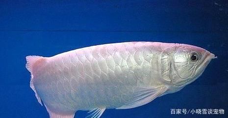 白色的金龍魚價格多錢？：白色金龍魚的價格 龍魚百科 第3張