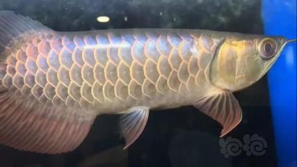 藍底過背金龍魚是什么品種：藍底過背金龍魚是一種具有獨特遺傳特征和高經(jīng)濟價值的金龍魚品種