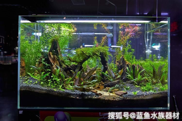 玻璃魚缸自己做劃算還是買劃算：玻璃魚缸自制的優(yōu)缺點 魚缸百科 第1張