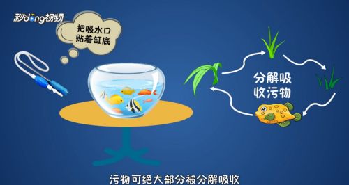 草缸怎么清理魚缸糞便 魚缸百科 第1張