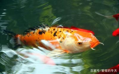 冬天魚缸養(yǎng)錦鯉注意什么細節(jié)：冬天養(yǎng)錦鯉需要特別注意一些細節(jié)以確保錦鯉能夠健康過冬