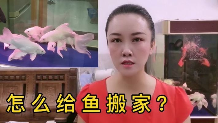 搬家怎么搬魚缸和水盆：如何搬運魚缸和水盆